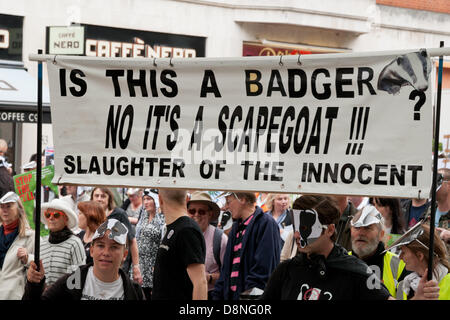 London, England UK 01/06/2013. Les manifestants défilent dans le centre de Londres, en opposition à la controversée du gouvernement britannique de réforme badger pilote qui doit débuter le 1er juin de cette année. Le gouvernement a demandé l'abattage en vue de prévenir la propagation de l'tuburculosis qu'ils prétendent est porté par les blaireaux et transmis à l'élevage, mais les manifestants disent qu'il n'y a aucune base scientifique à un abattage sélectif et que le tournage de l'blaireaux sera inutile et inhumaine. Banque D'Images