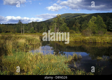 Scène des zones humides dans les montagnes Catskill. Banque D'Images