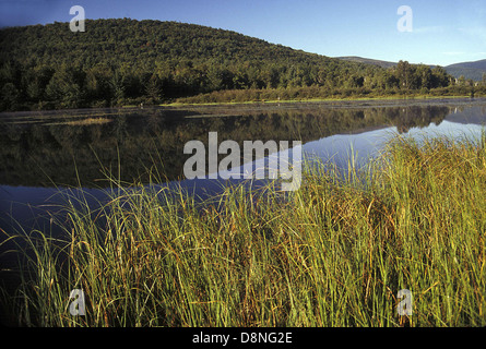 Scène des zones humides dans les Catskills région du sud de New York. Banque D'Images