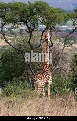 Girafe s'étend pour atteindre les arbres, Tala Game Reserve, Afrique du Sud. Banque D'Images