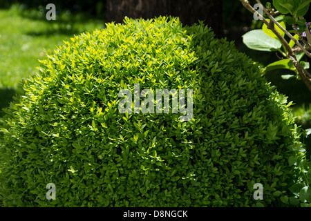 Coupe sphérique dans un jardin de buis Banque D'Images