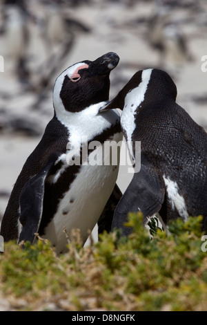 Une paire de pingouins africains se toilettent mutuellement, sur la plage de Boulders, Afrique du Sud Banque D'Images