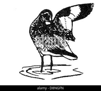 Illustration au trait d'un oiseau Willet, mettant en valeur ses longues pattes et son bec. Le Willet est un oiseau de rivage souvent trouvé dans les régions côtières, reconnu pour son plumage saisissant et son comportement distinctif. Banque D'Images