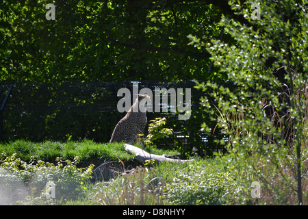 Dans le Zoo de Chester Cheetah Banque D'Images