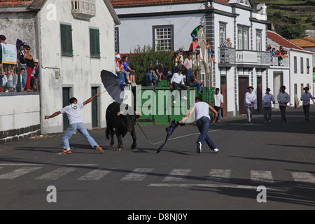 Corrida à Santo Amaro - île de São Jorge - Açores Banque D'Images