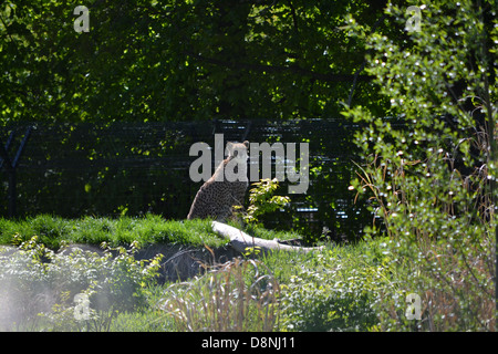 Dans le Zoo de Chester Cheetah Banque D'Images