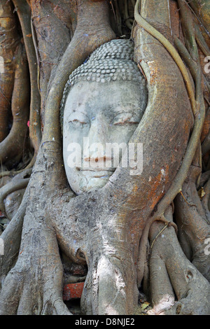 La tête et le visage de bouddha dans les racines d'un arbre de Bodhi dans Wat Mahathat, Ayutthaya, Thaïlande Banque D'Images