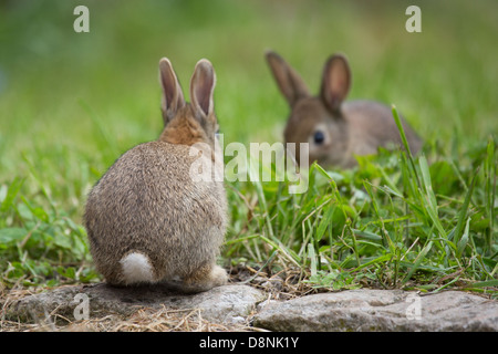 Une paire de jeunes lapins sauvages dans un champ d'herbe Banque D'Images
