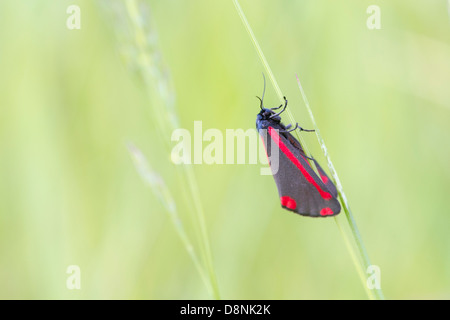 Le cinabre (Tyria jacobaeae) sur une tige d'herbe Banque D'Images