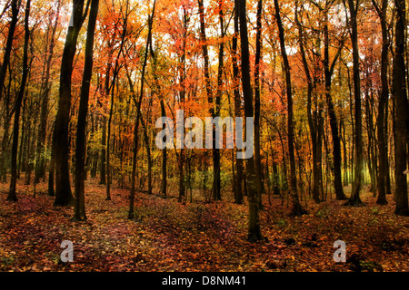 Belles couleurs des feuilles en forêt en automne Banque D'Images