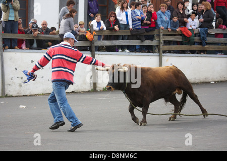 Corrida à Santo Amaro - île de São Jorge - Açores Banque D'Images