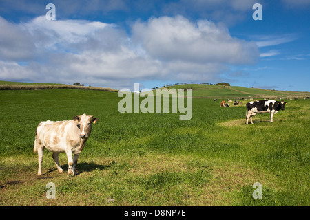 Cowns dans de verts pâturages de l'île de São Jorge - Açores Banque D'Images