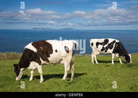 Cowns dans de verts pâturages de l'île de São Jorge - Açores Banque D'Images