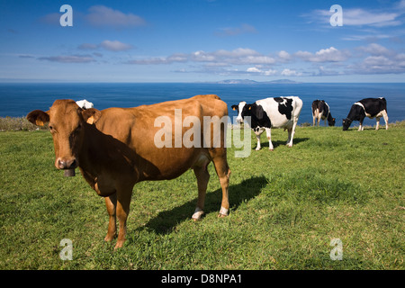 Cowns dans de verts pâturages de l'île de São Jorge - Açores Banque D'Images