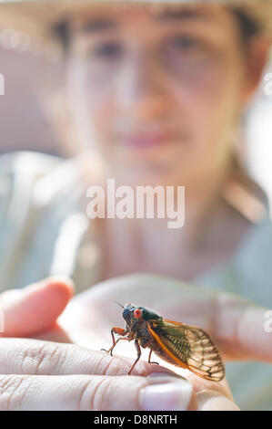 1er juin 2013. Un adulte brood II (cicada pristimantis) n'émerge du sol à Tenafly, New Jersey, USA. Environ 4cm (1,5 pouces), le phénomène de l'année 17 cigales n'a pas été vu depuis 1996, mais ils sont de retour en 2013 et un grand nombre sont prévus le long de la côte est des États-Unis. Ces cigales dix survivre pendant 17 ans sur les fluides de racines d'arbre à feuilles caduques avant d'émerger de manière synchrone pour se reproduire. Cigales adultes vivre pour quelques semaines seulement avant le décrochage des arbres laissant énorme tas de carcasses. Le nouveau tunnel les nymphes sous terre pour compléter le cycle. Banque D'Images