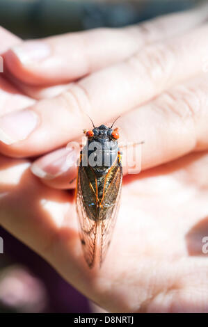 1er juin 2013. Un adulte brood II (cicada pristimantis) n'émerge du sol à Tenafly, New Jersey, USA. Environ 4cm (1,5 pouces), le phénomène de l'année 17 cigales n'a pas été vu depuis 1996, mais ils sont de retour en 2013 et un grand nombre sont prévus le long de la côte est des États-Unis. Ces cigales dix survivre pendant 17 ans sur les fluides de racines d'arbre à feuilles caduques avant d'émerger de manière synchrone pour se reproduire. Cigales adultes vivre pour quelques semaines seulement avant le décrochage des arbres laissant énorme tas de carcasses. Le nouveau tunnel les nymphes sous terre pour compléter le cycle. Banque D'Images