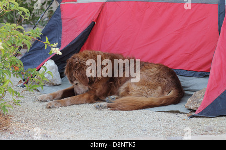 Senior female golden retriever camping par une tente. Apparaît comme si elle est en priant ou trouvé quelque chose dans le sable. Banque D'Images