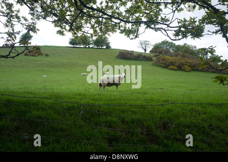 Un mouton dans un champ sur la façon Staffordshire en Angleterre Banque D'Images