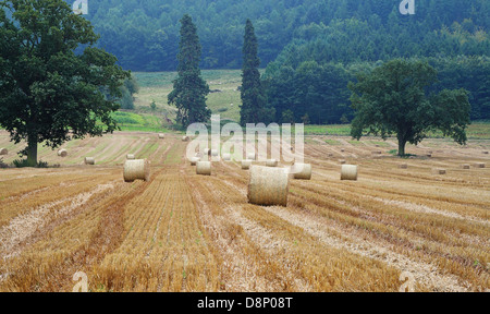 Les balles rondes de foin dans un paysage anglais Banque D'Images