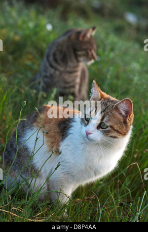 Deux chats domestiques sitting in grass Banque D'Images