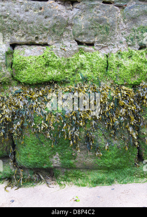 Différents types d'algues poussant sur un mur du port à marée basse Banque D'Images