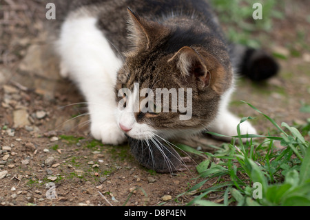 Jeune chat avec souris capturées Banque D'Images