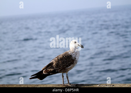 La mouette de Hartlaub juvénile ou King, Gull (Chroicocephalus hartlaubii) au port de Kalk Bay, près de Cape Town. Banque D'Images