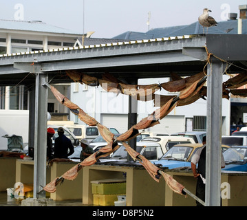 Thyrsites atun, 'Snoek' ou 'Cape Snoek', d'être salé et séché à l'air à la vente aux habitants du port de Kalk Bay. Banque D'Images