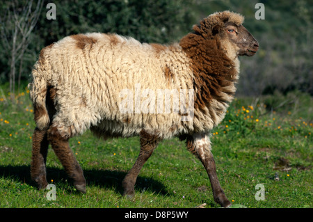 Les moutons domestiques sur meadow (Grèce) Banque D'Images