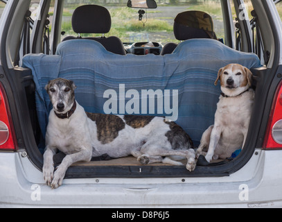 Deux chiens assis dans le coffre d'une voiture. Banque D'Images