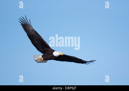 Des profils Pygargue à tête blanche (Haliaeetus leucocephalus) en vol au-dessus du Minnesota, USA. Banque D'Images