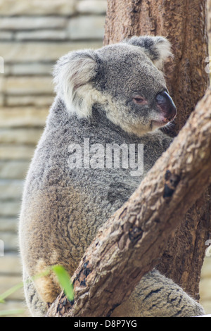 Koala dans l'arbre, Zoo de Chiangmai, Thaïlande Banque D'Images