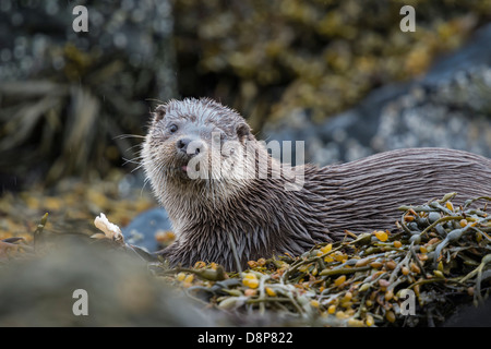 Loutre dans certaines algues avec ses prises Banque D'Images