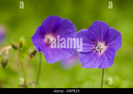 Géranium dans le jardin. Banque D'Images