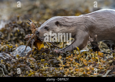 Loutre dans certaines algues avec ses prises Banque D'Images