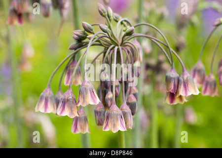 Nectaroscordum siculum pousse dans un jardin anglais. L'ail miel sicilien. Banque D'Images