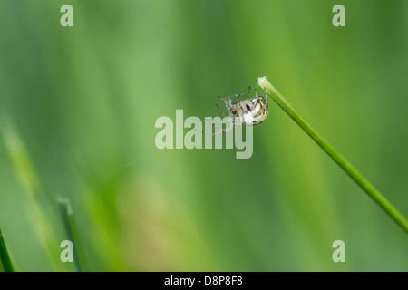 Spider Wasp dans l'herbe Banque D'Images