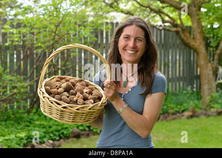 Femme tenant un panier de morilles de la Wallowa fraîchement récoltés, les montagnes de l'Oregon. Banque D'Images