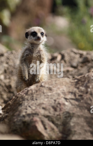Meerkat bébé dans un zoo. Banque D'Images