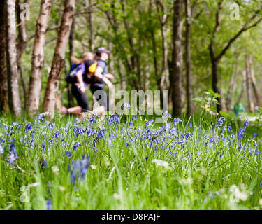 Highlands en Écosse. 1er juin 2013. La première ville à la course de rat du sommet qui a débuté hier à North Queensferry, juste en dehors de Paris,en nageant dans la suite suivi par le cycle de là à Glen Nevis et suivie aujourd'hui par une course Ben Nevis - Britians plus haute montagne. Les participants ont commencé à Glencoe et terminé avec l'escalader le Ben Nevis. Credit : Kenny Ferguson/Alamy Live News Banque D'Images