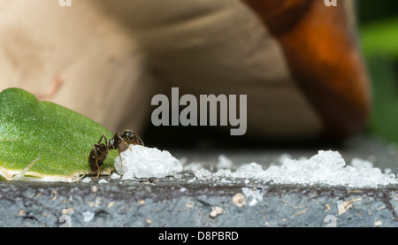 Ant de manger du sucre crystal Banque D'Images