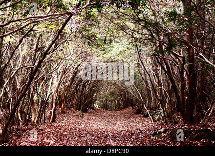 Forêt Aokigahara au Japon. Banque D'Images