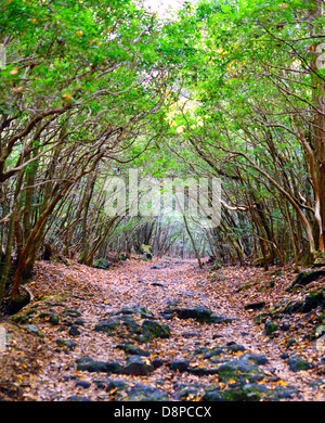 Forêt Aokigahara au Japon. Banque D'Images