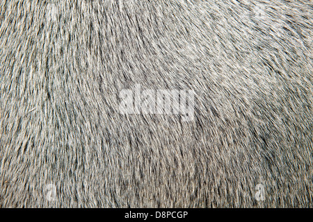 Cheveux blancs bull macro closeup détail texture background Banque D'Images