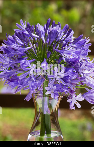Agapanthus Africanus African lily () fleurs dans un vase Banque D'Images