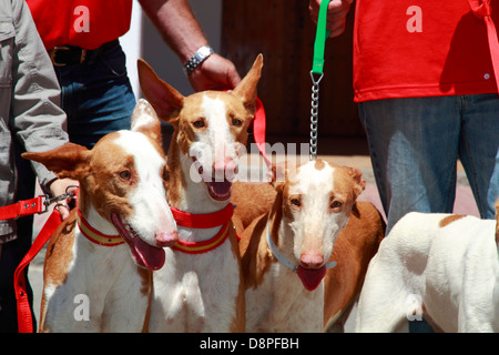 Portrait de chiens podenco d'Ibiza -- à un pays juste, Ibiza, Espagne Banque D'Images