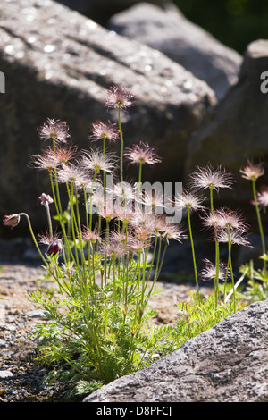 L'anémone pulsatille Pulsatilla ou fleurs décoratives avec têtes de graine soyeux au printemps Banque D'Images