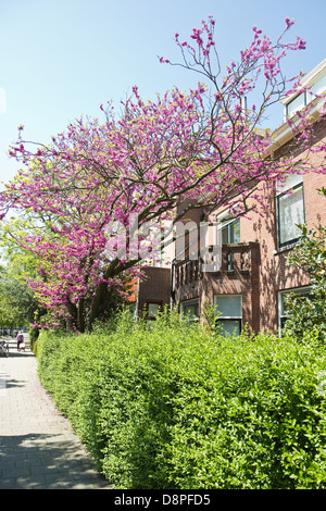 Cercis siliquastrum arbre de Judée ou des fleurs au printemps avec des fleurs roses en face d'une maison Banque D'Images