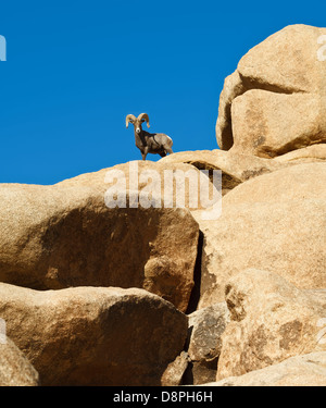 Désert Mouflons sur les rochers Banque D'Images