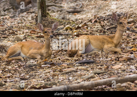 Deux petits cerfs dans le Zoo de Chiang Mai , Thaïlande Banque D'Images